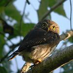 Tamaulipas Pygmy Owl / Glaucidium sanchezi