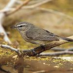 Иранская пеночка / Phylloscopus neglectus