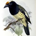 Orange-fronted Barbet / Capito squamatus