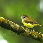Светлобровый виреон / Vireo leucophrys