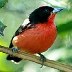 Crimson-breasted Finch / Rhodospingus cruentus