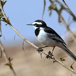 Mekong Wagtail / Motacilla samveasnae
