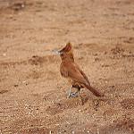 Caatinga Cacholote / Pseudoseisura cristata