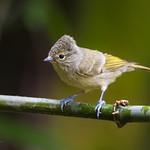 Yellow-browed Tit / Sylviparus modestus
