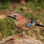 Сойка / Garrulus glandarius