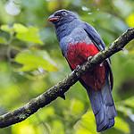 Slaty-tailed Trogon / Trogon massena