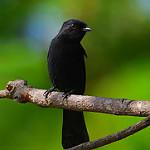 Чёрная мухоловка / Melaenornis edolioides