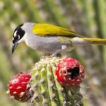 Phaenicophilidae фото