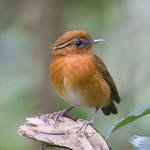 Ceara Gnateater / Conopophaga cearae