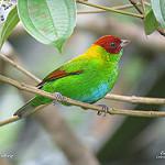 Rufous-winged Tanager / Tangara lavinia