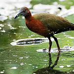 Grey-throated Rail / Canirallus oculeus