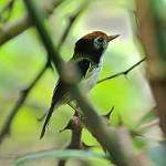 White-cheeked Tody-Flycatcher / Poecilotriccus albifacies