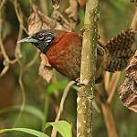 Sooty-headed Wren / Pheugopedius spadix