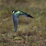 Золотистая ласточка / Tachycineta euchrysea