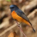 Blue-fronted Redstart / Phoenicurus frontalis