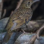 Nilgiri Thrush / Zoothera neilgherriensis