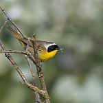 Chiriqui Yellowthroat / Geothlypis chiriquensis