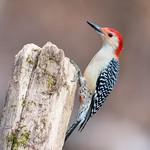 Red-bellied Woodpecker / Melanerpes carolinus