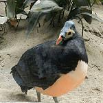 Малео / Macrocephalon maleo