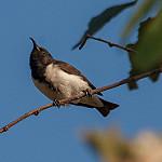 Black Honeyeater / Sugomel nigrum