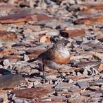Chestnut-breasted Whiteface / Aphelocephala pectoralis