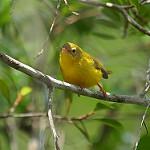 Little Yellow Flycatcher / Erythrocercus holochlorus