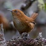 Tepui Wren / Troglodytes rufulus