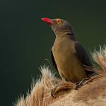 Буйволовые скворцы / Buphagidae фото