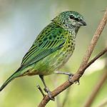Пятнистая танагра / Ixothraupis punctata