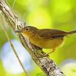 Биакский свистун / Pachycephala melanorhyncha