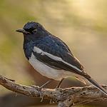 Oriental Magpie-Robin / Copsychus saularis