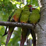 Slender-billed Parakeet / Enicognathus leptorhynchus
