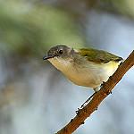 Оливковая геригона / Gerygone chloronota