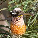 White-cheeked Honeyeater / Phylidonyris niger