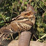 Indian Nightjar / Caprimulgus asiaticus