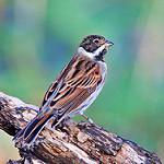Тростниковая овсянка / Emberiza schoeniclus