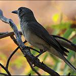 Grey Honeyeater / Conopophila whitei