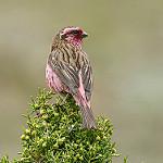 Himalayan White-browed Rosefinch / Carpodacus thura