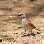 Swahili Sparrow / Passer suahelicus