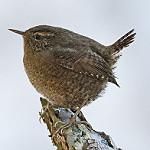Pacific Wren / Troglodytes pacificus