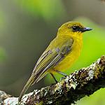 Борнейский свистун / Pachycephala hypoxantha