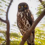 Иглоногая сова / Ninox japonica