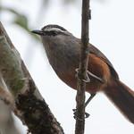 Ashambu Laughingthrush / Montecincla meridionalis