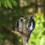 Дятловые / Picidae фото