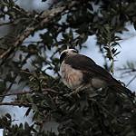 Northern White-crowned Shrike / Eurocephalus ruppelli