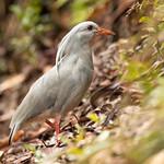 Кагу / Rhynochetidae фото