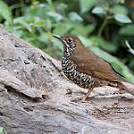 Himalayan Thrush / Zoothera salimalii