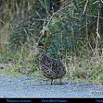 Curve-billed Tinamou / Nothoprocta curvirostris
