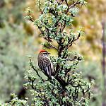 White-browed Tit-Spinetail / Leptasthenura xenothorax