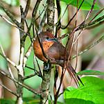 Orange-breasted Thornbird / Phacellodomus ferrugineigula